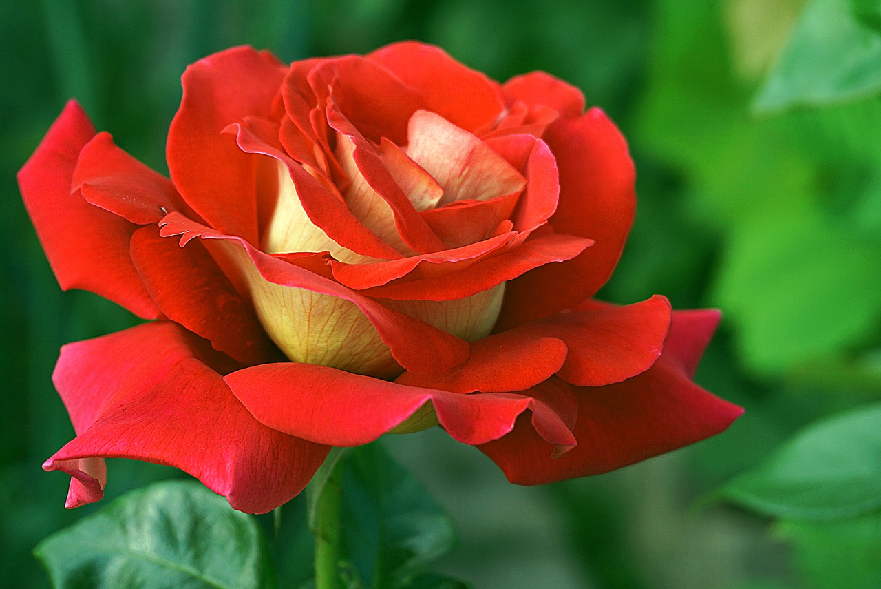rose, flower, red-5350302.jpg